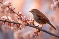 Nightingale hopping on pink cherry blossom tree