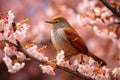 Nightingale hopping on pink cherry blossom tree