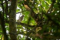 Nightingale (Luscinia megarhynchos), small passerine bird, well camouflaged in the tangle of tree branches,