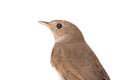 Nightingale Royalty Free Stock Photo
