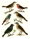 Nightingale, Robin, Black Redstart, Song Thrush, Blackbird, Fieldfare, vintage engraving