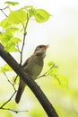 Nightingale sing loudly in spring forest Royalty Free Stock Photo