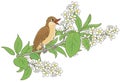 Nightingale singing on a branch with flowers