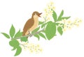 Nightingale singing on a branch with flowers