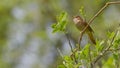 Nightingale singing from a tree branch in spring Royalty Free Stock Photo