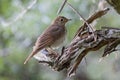 Nightingale is sitting on a beautiful snag