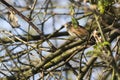 Nightingale Luscina megarhynchos