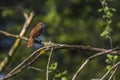 Nightingale Luscina megarhynchos