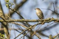 Nightingale Luscina megarhynchos