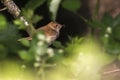 Nightingale Luscina megarhynchos