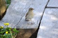 Nightingale standing on duckboards