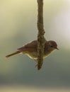 Nightingale on a vertical branch