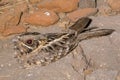 A nightjar bird