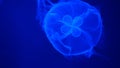 Nightlights glowing beautiful moon jellyfish with blue light