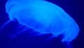 Nightlights glowing beautiful moon jellyfish with blue light. 3840x2160, 4k