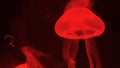 Nightlights glowing beautiful moon jellyfish with red light