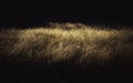 Nightly landscape of dried brown grass meadow on black backgrounds