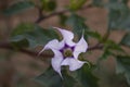 Datura stramonium flower Royalty Free Stock Photo