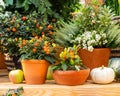 Nightshade and paprika in clay pots, garden decor. Fresh natural vegetables in pots, design of the greenhouse. Autumn still life, Royalty Free Stock Photo