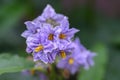 Nightshade Solanum bonariense cluster of sky blue flowers