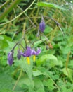 NIGHTSHADE SOLANUM Dulcamara