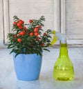 Nightshade (Solanum pseudocapsicum) with red fruits in a blue pot and spray on the window