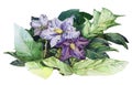 Nightshade violet flowers with green leaves watercolor illustration. Solanum botanical toxic medical herb purple blossoms. Bloomin