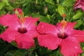 Two Red hibiscus flowers In Garden