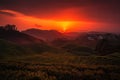 nighttime scene, with fiery sunset casting warm glow over tea plantation