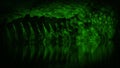 Nightvision Crocodile Tail Reflects In The Water