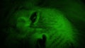 Nightvision Lion Opens Eye And Looks At Camera