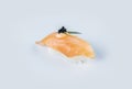 Nigiri sushi with raw rockfish, rice, Japanese mayonnaise, flying fish roe tobiko caviar and spring onion scallions. Royalty Free Stock Photo