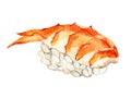 Nigiri sushi with with tiger shrimp, isolated on white background, watercolor Royalty Free Stock Photo