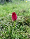 Nigritella - Beautiful small pink flowers in the mountains.