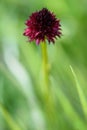 Nigritella nigra flower