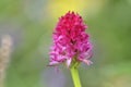 Nigritella rubra macro shot. Nigritella is a genus of flowering plants from the orchid family Orchidaceae