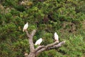 Niigata,Japan-October 20, 2019: Flock of Nipponia nippon or Japanese Crested Ibis or Toki, once extinct animal from Japan, in a wo