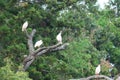 Niigata,Japan-October 20, 2019: Flock of Nipponia nippon or Japanese Crested Ibis or Toki, once extinct animal from Japan, in a wo