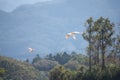 Nipponia nippon or Japanese Crested Ibis or Toki, once extinct animal from Japan, flying on blue s