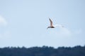 Nipponia nippon or Japanese Crested Ibis or Toki, once extinct animal from Japan, flying on blue s