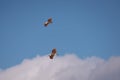 Nipponia nippon or Japanese Crested Ibis or Toki, once extinct animal from Japan, flying on blue s