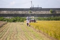 Farmer working on a Japanese rice plantation during harvest season in the Niigata prefecture, Japan.