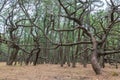 Niji no Matsubara pine grove forest in Karatsu, Saga Royalty Free Stock Photo