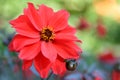 Red single Dahlia on colorful blurred background