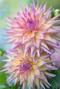 Semi-cactus Dahlias Two blossoms close-up outdoor Royalty Free Stock Photo