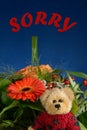 Teddy bear saying SORRY with flowers Blue background Royalty Free Stock Photo