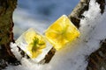 Edible flowers frozen in ice cubes placed in a tree with snow.