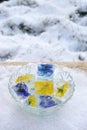 Bowl filled with frozen flowers in ice cubes. Outdoor, snow.