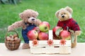 Teddy bears Baskets Red apples Hazelnuts Outdoor Nature