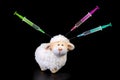 Sheep with syringes sticking in its head Black background